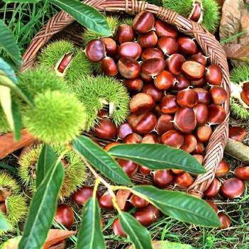 農(nóng)產(chǎn)品批發(fā)供應商黃世統(tǒng) - 惠農(nóng)網(wǎng)電腦版