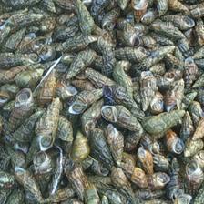 [山坑螺批發(fā)]海南?？谛阌^(qū)山坑螺 20.50元/斤山坑螺 _ 一畝田