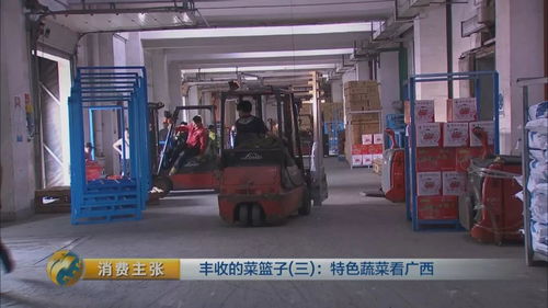 100多斤的冬瓜 像西瓜一樣的木瓜......廣西的各種特色蔬菜,您吃過(guò)嗎