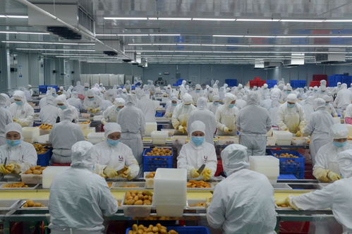 因勢利導貫通產(chǎn)加銷 深百協(xié)作共建農(nóng)業(yè)產(chǎn)業(yè)化