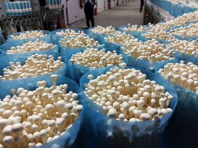 廣西貴港:數(shù)字科技賦能特色產(chǎn)業(yè)拓寬農(nóng)民致富路